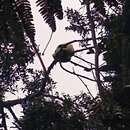 Image of Hill's ruffed lemur