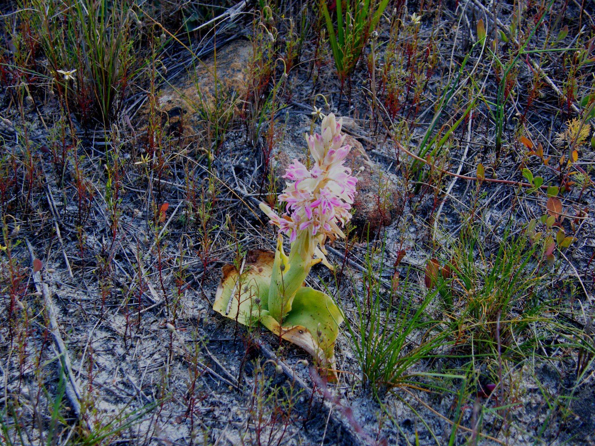 Image of Satyrium erectum Sw.