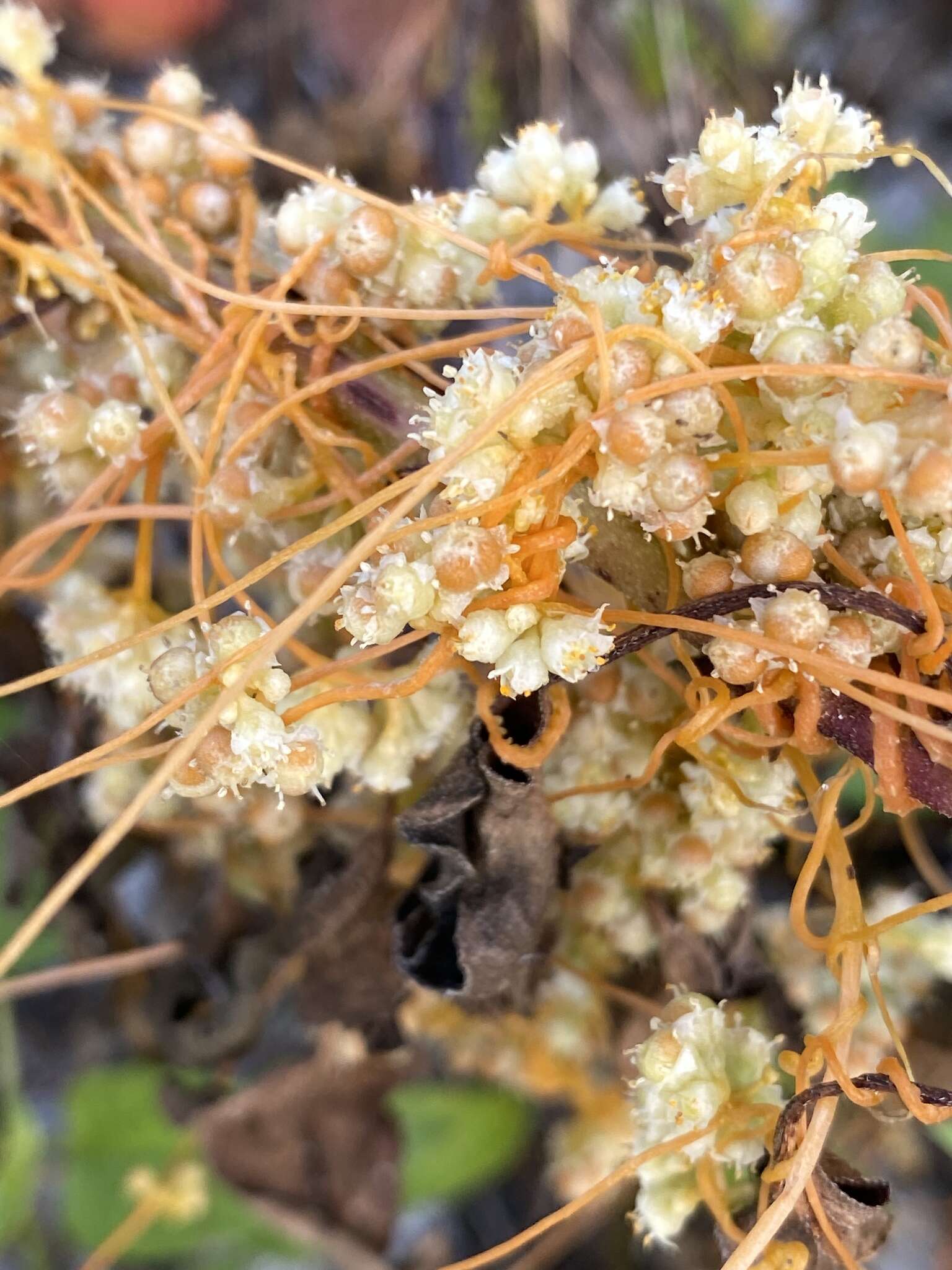 Cuscuta pentagona Engelm. resmi