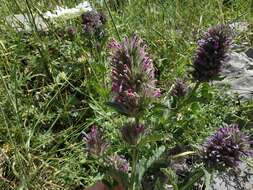 Image of Nepeta trachonitica Post