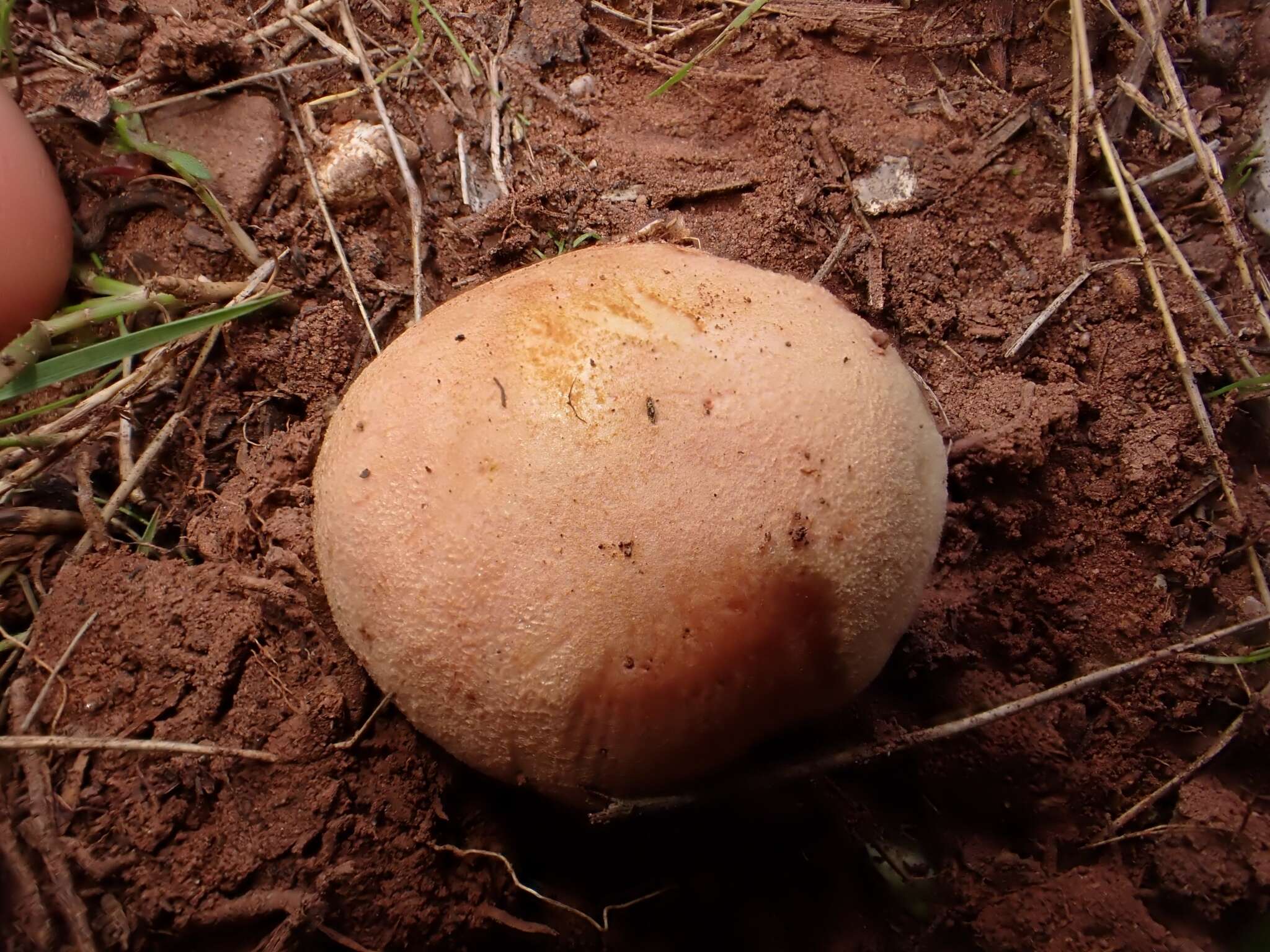 Image of Chalciporus amarellus (Quél.) Bataille