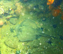 Image of Dixons Stingaree