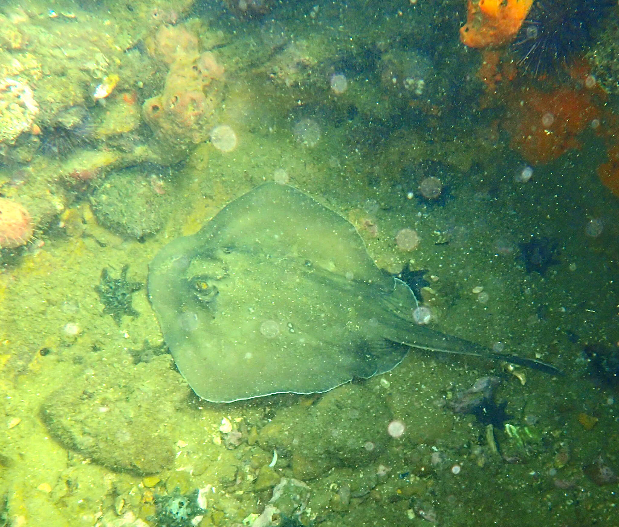 Image of Dixons Stingaree