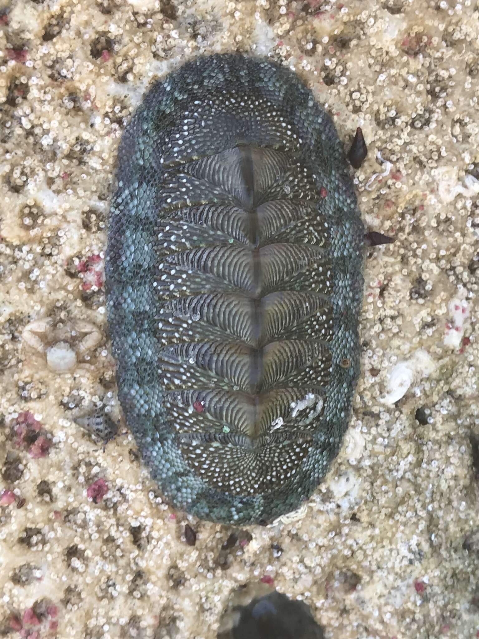 Image of West Indian green chiton