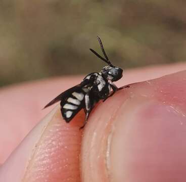 Triepeolus tristis (Smith 1854) resmi