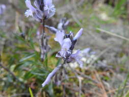 Imagem de Polygala venulosa Sm.