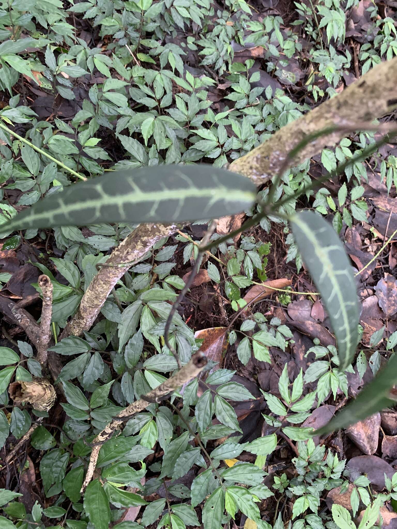 Imagem de Gardneria multiflora Makino