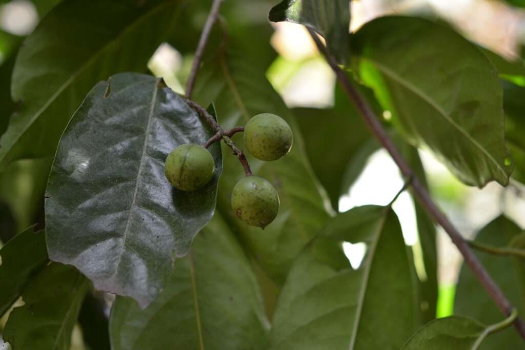 Prunus tetradenia Koehne resmi