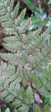 Image of Eared Lady Fern