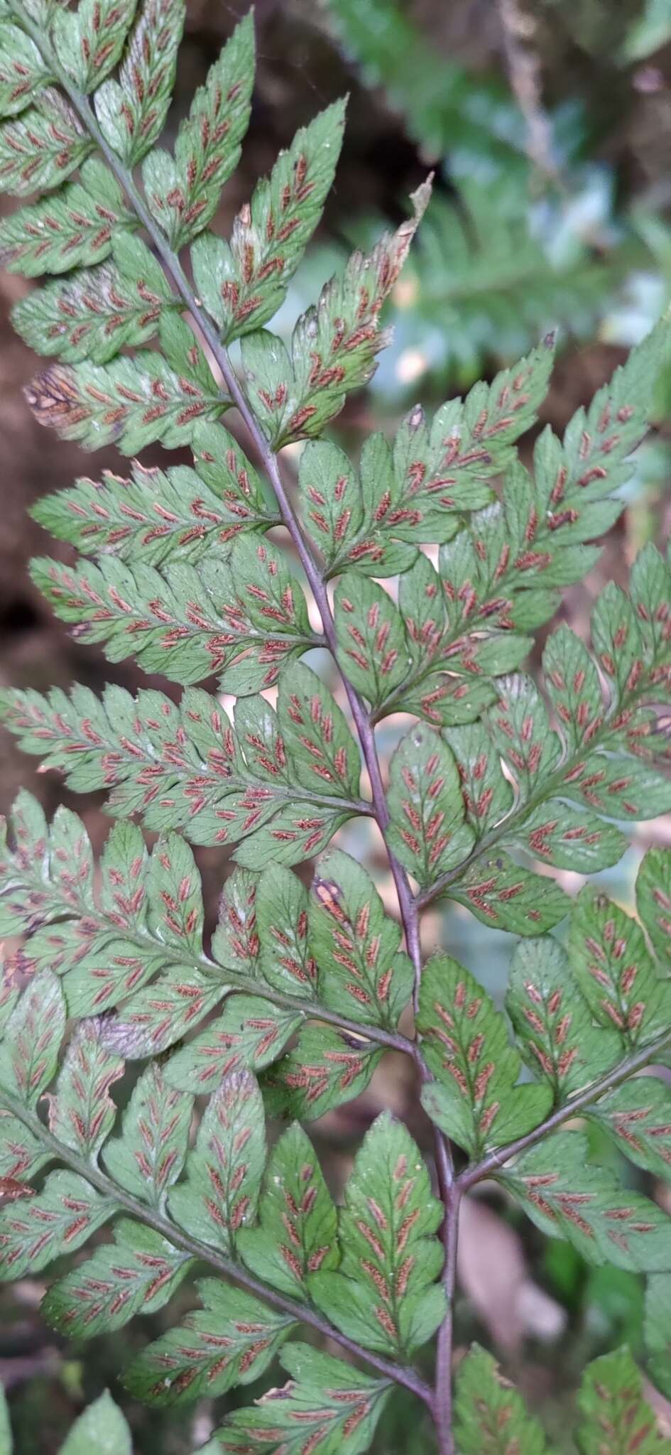 Sivun Athyrium otophorum (Miq.) Koidz. kuva