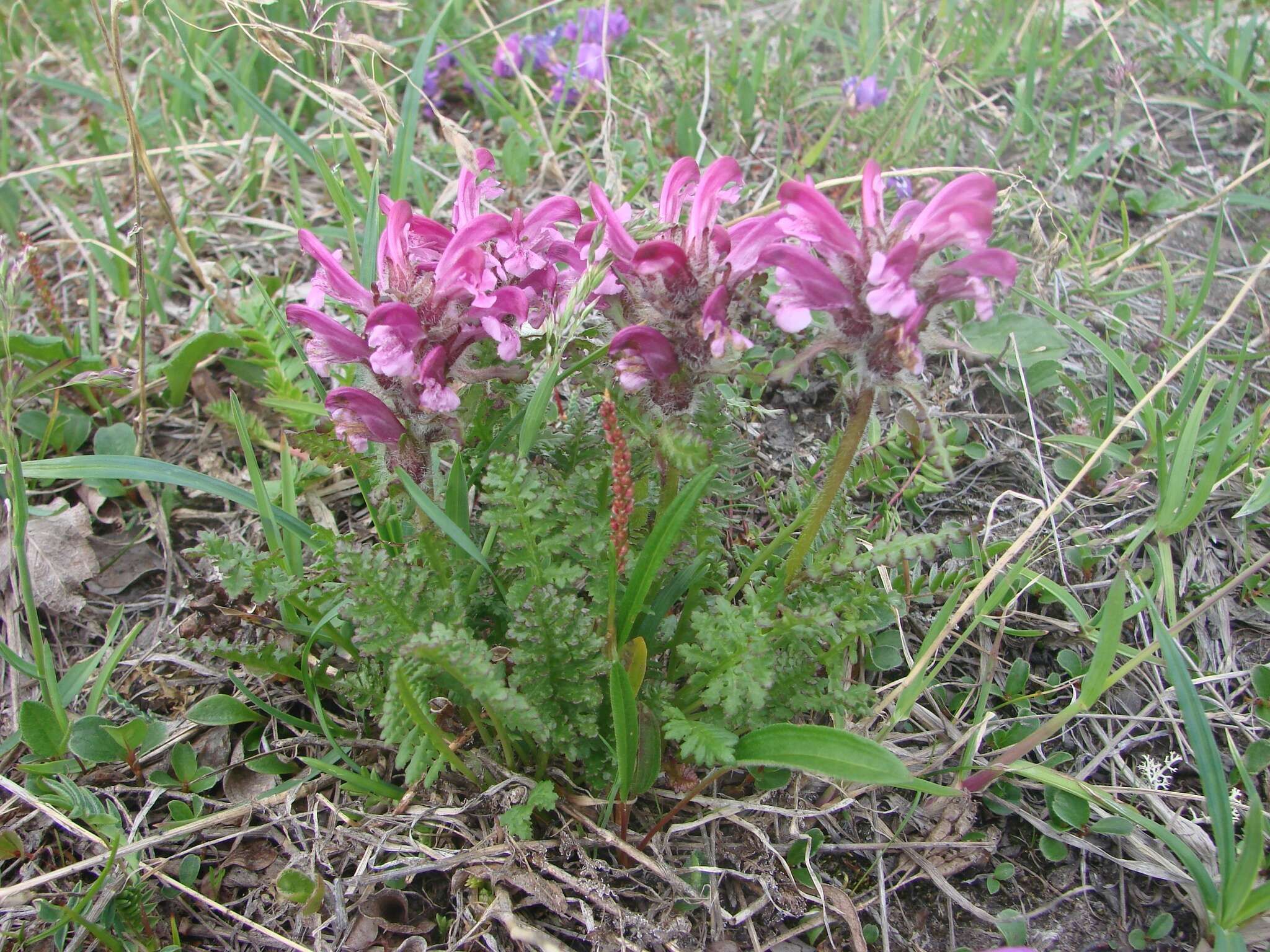 Image of Pedicularis eriophora Turcz.