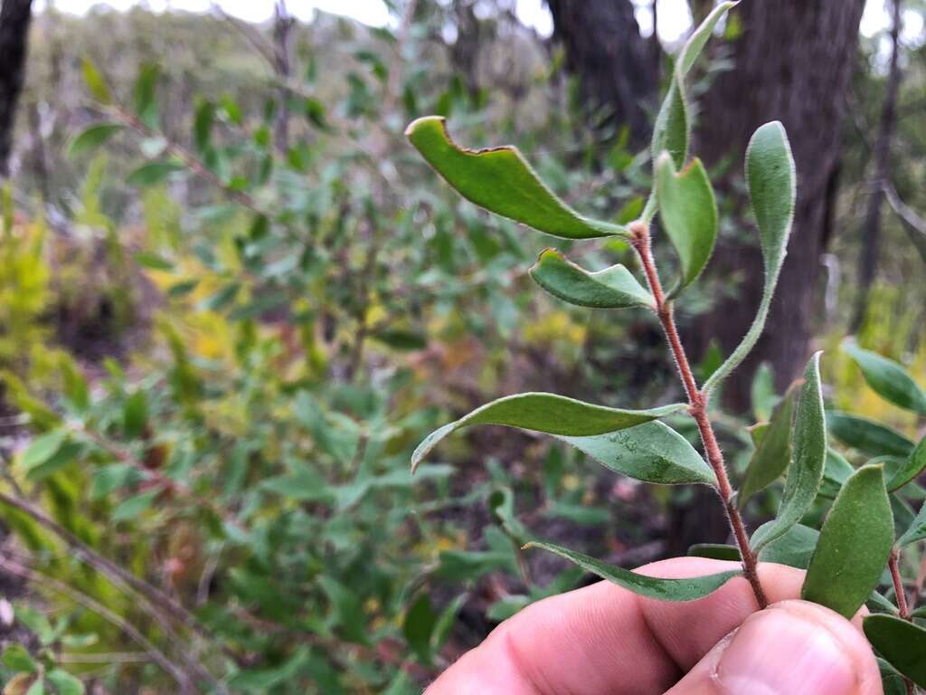 Image of Persoonia sericea A. Cunn. ex R. Br.