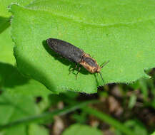 Image of Lacon discoideus (Weber 1801)