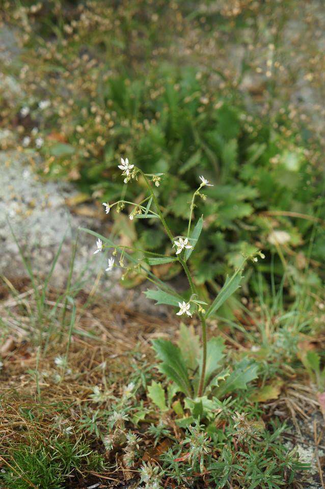 Micranthes petiolaris (Raf.) Brouillet & Gornall resmi