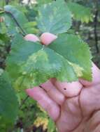 Image of Birch leaf roll-associated virus