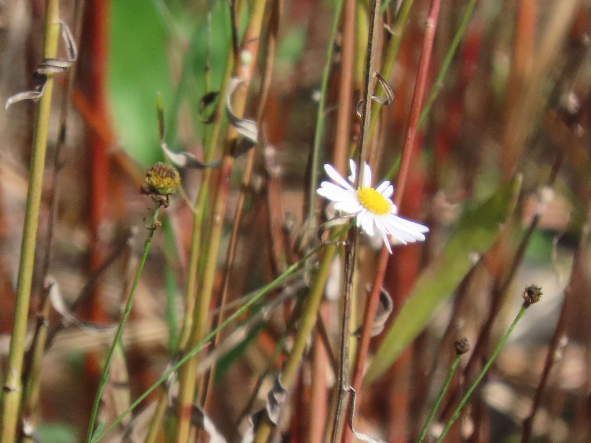 Image of Small-Head Doll's Daisy