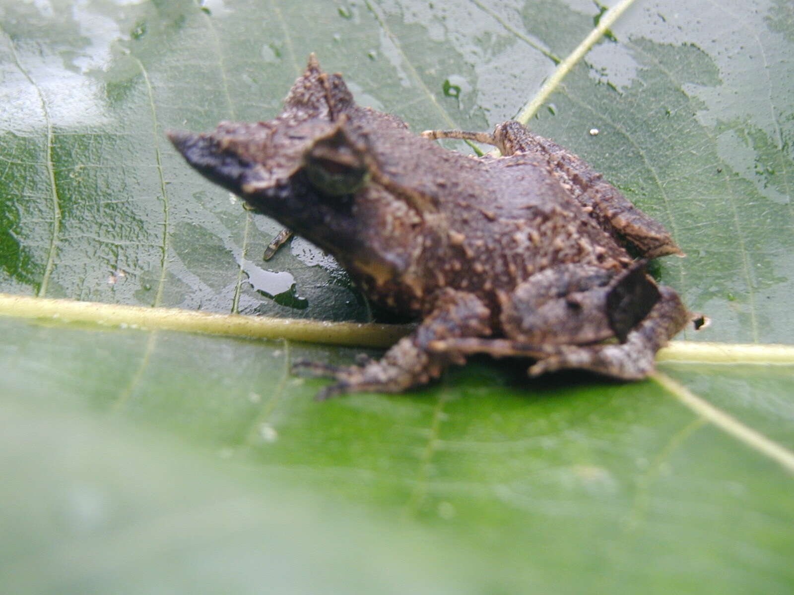 Image of Solomon Islands Leaf Frog