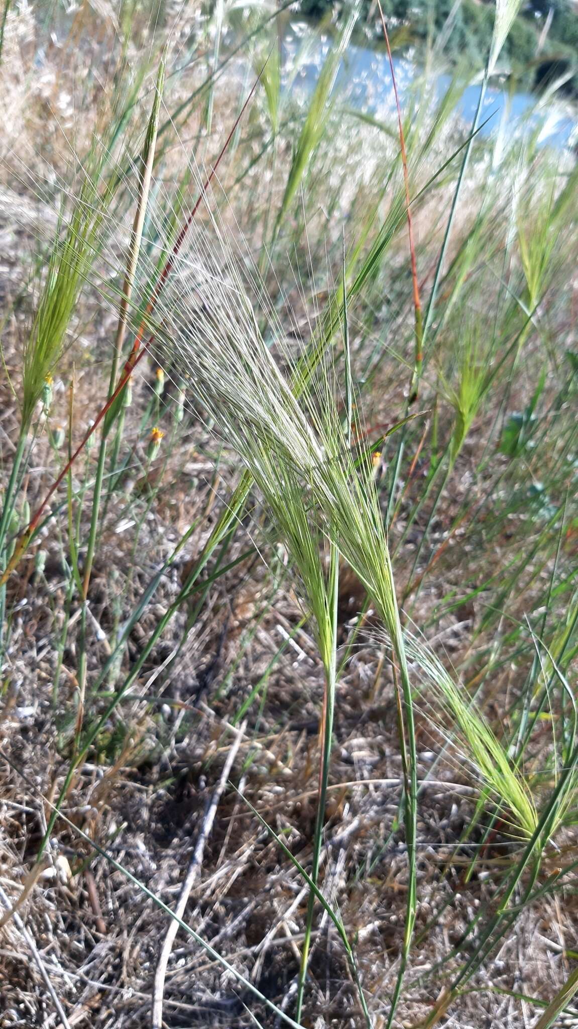 صورة Stipellula capensis (Thunb.) Röser & Hamasha