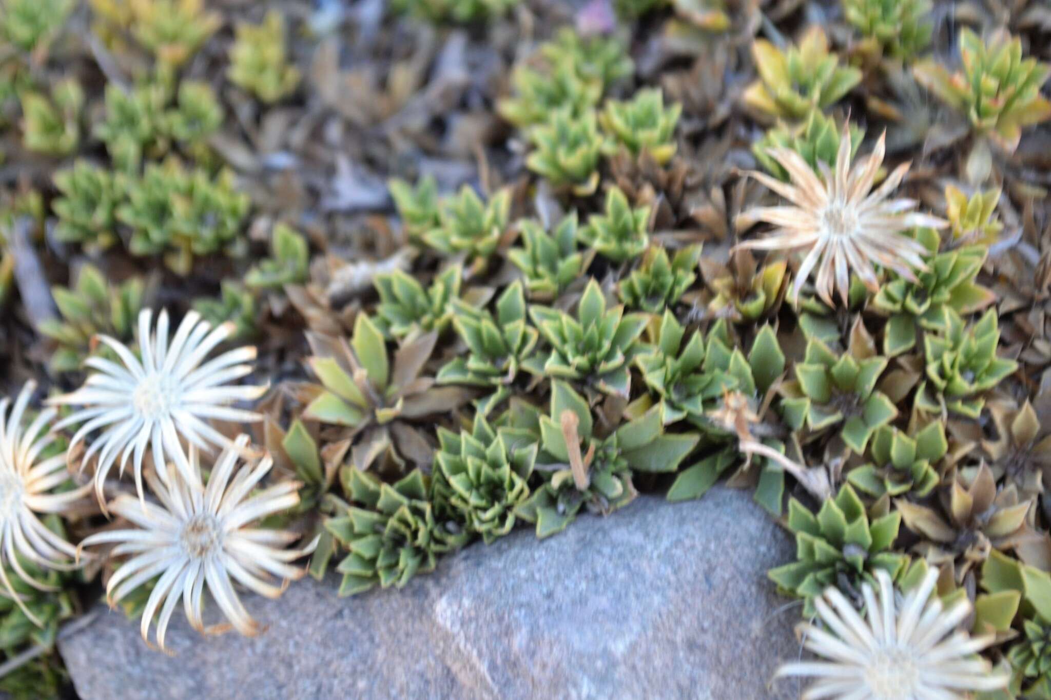 Image of Haplopappus anthylloides Meyen & Walp.