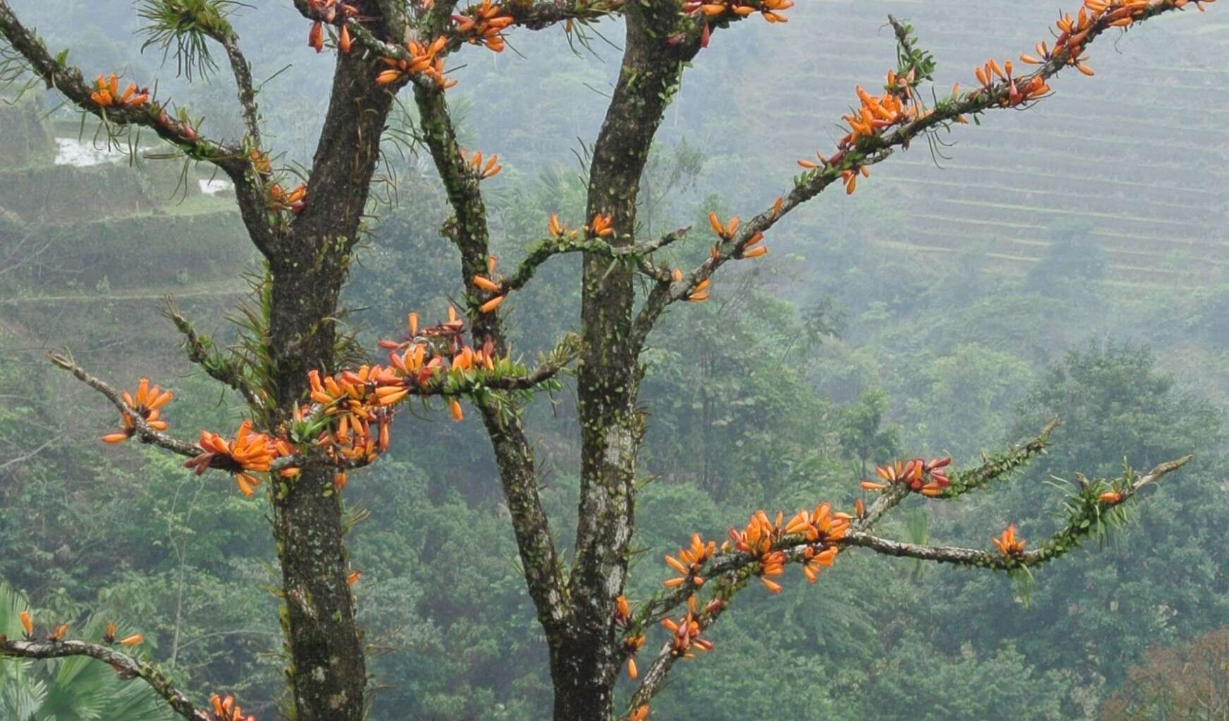 Image de Radermachera ignea (Kurz) Steenis