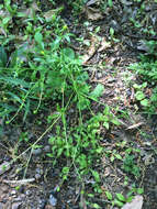 Sivun Ranunculus abortivus L. kuva