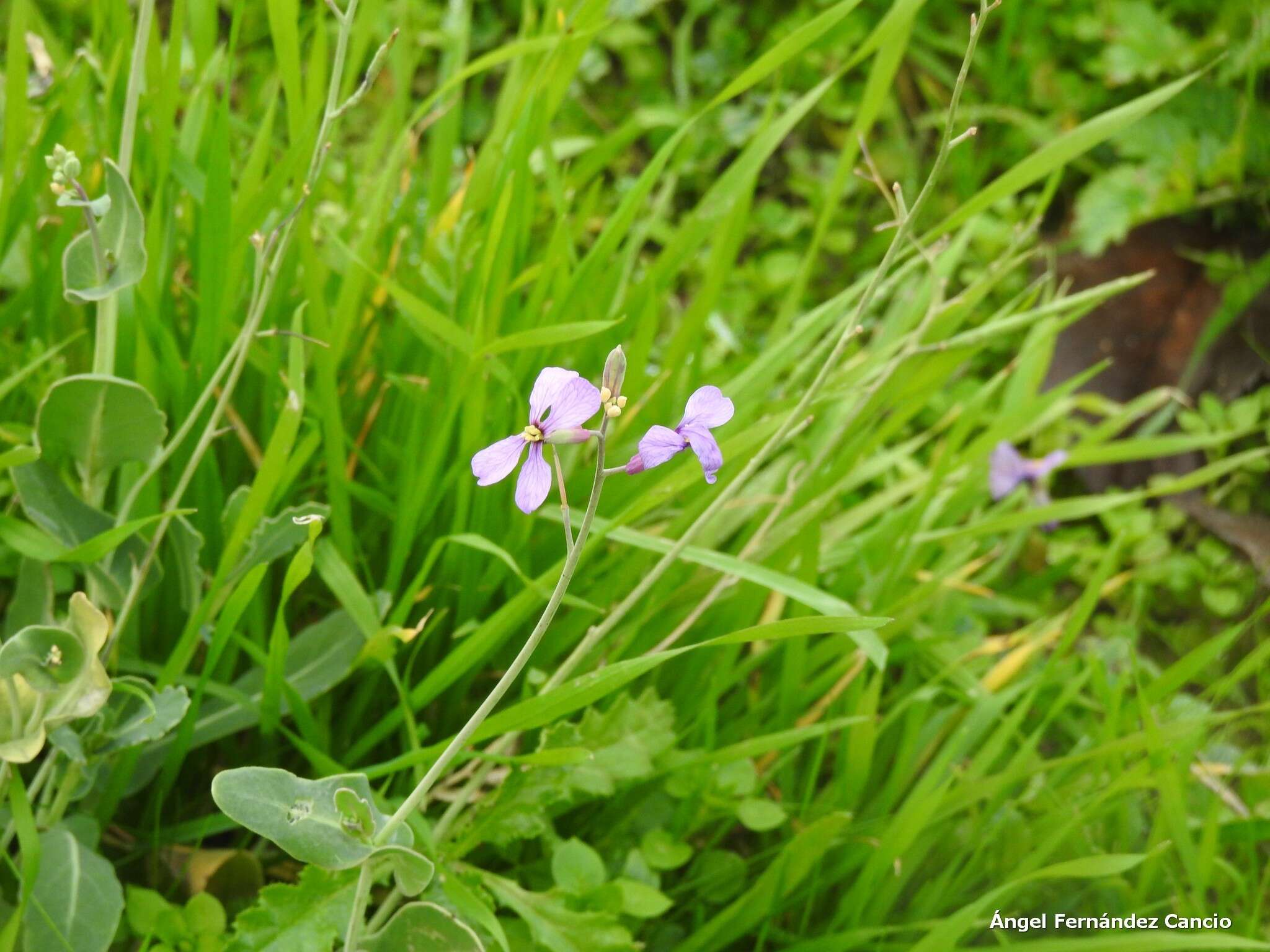 Image of mustard