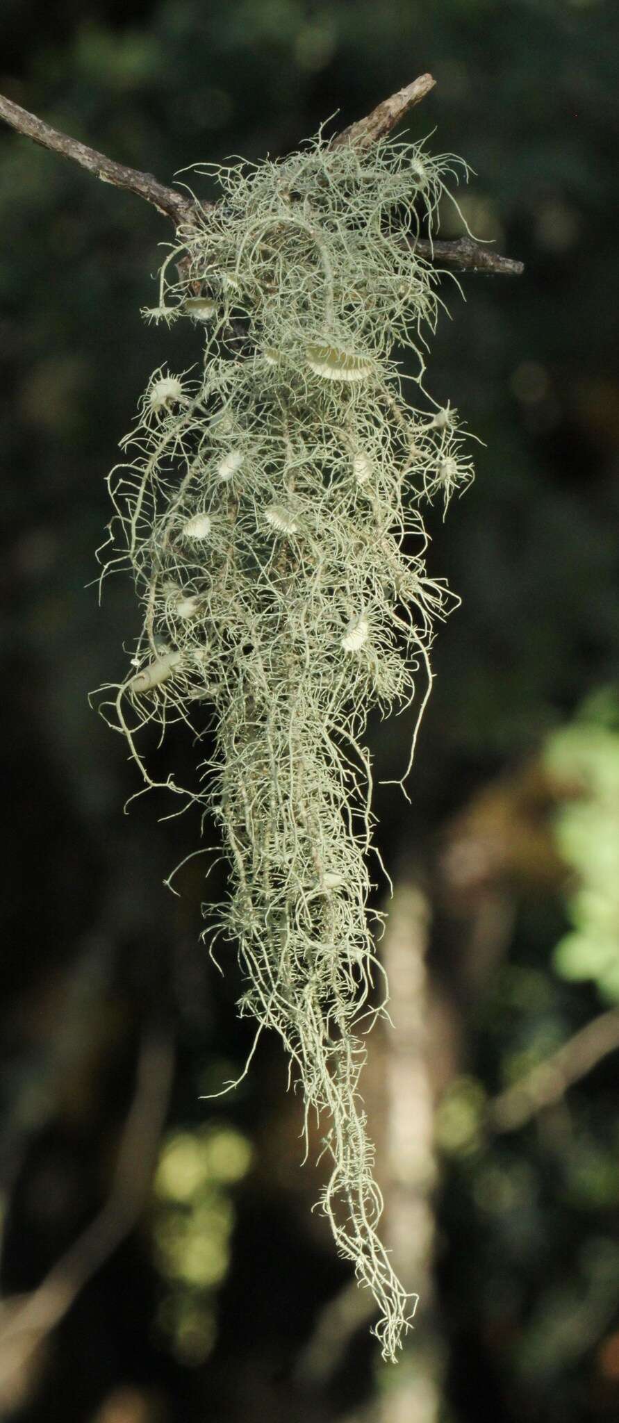 Слика од Usnea intermedia (A. Massal.) Jatta