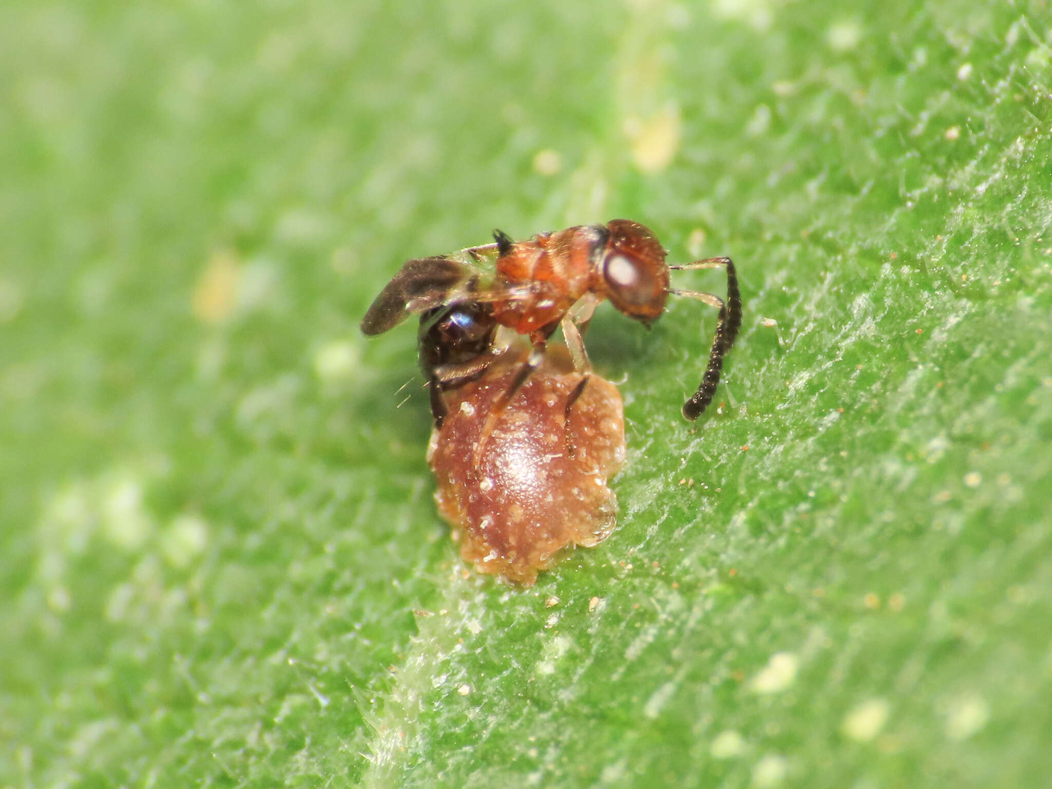 Image of Parasitoid wasp