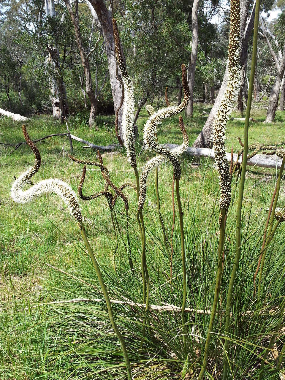 Image of Xanthorrhoea minor subsp. lutea D. J. Bedford