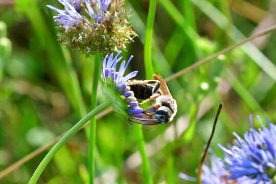 Image of Giant Furrow Bee