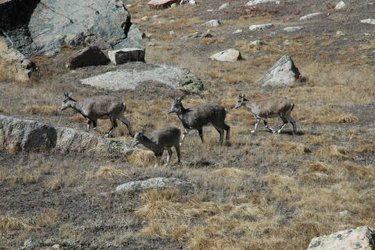 Image of Blue Sheep