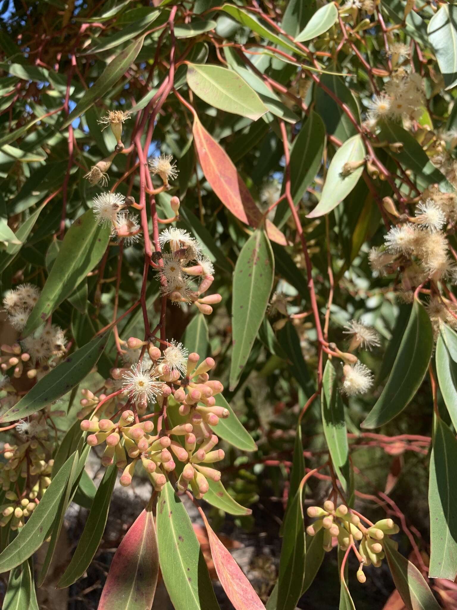 Image of sugargum