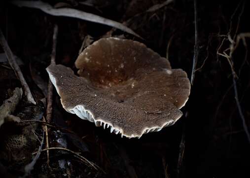 Image of Lactifluus wirrabara (Grgur.) Stubbe 2012