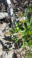 Imagem de Trifolium longipes Torr. & A. Gray