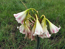 Image of Crinum lineare L. fil.