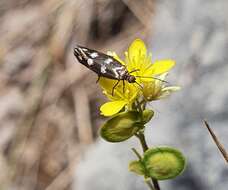 Слика од Biscutella auriculata L.