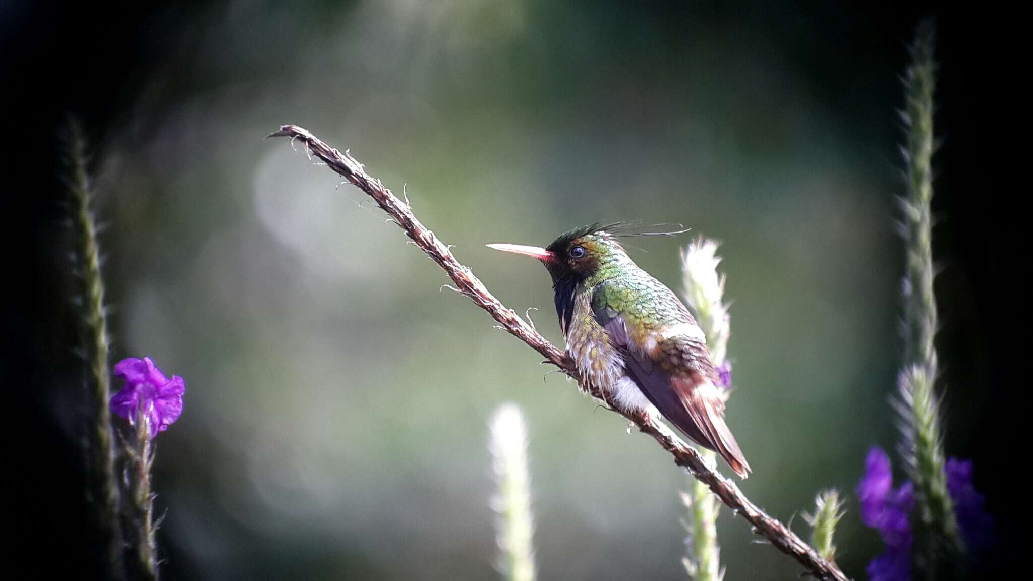 Lophornis helenae (Delattre 1843) resmi