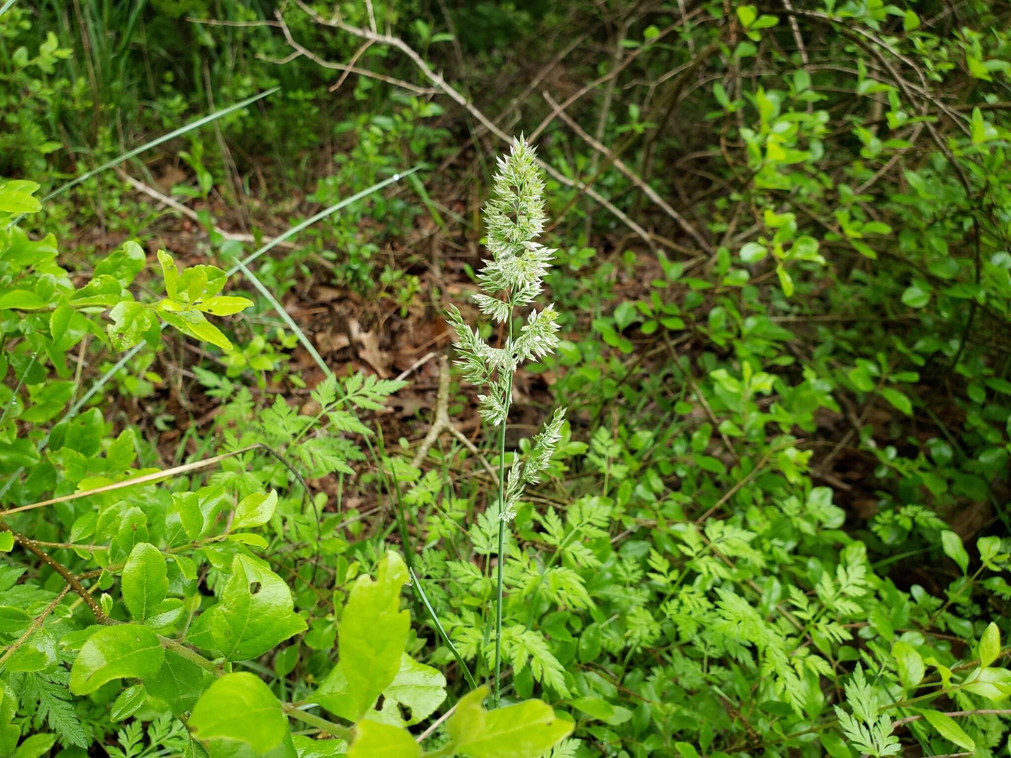 Слика од Poa arachnifera Torr.