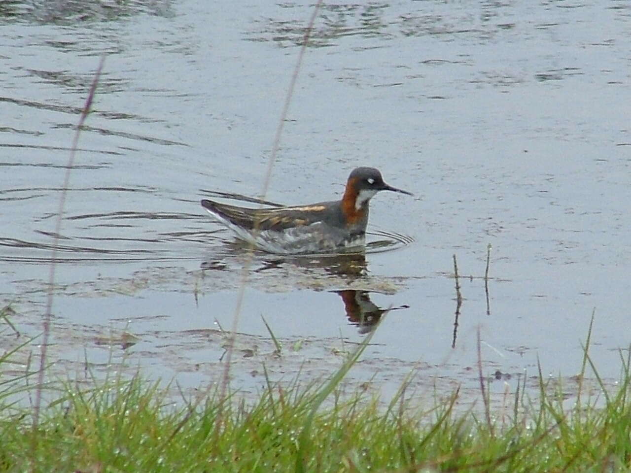 Image of Red-necked Phalarope