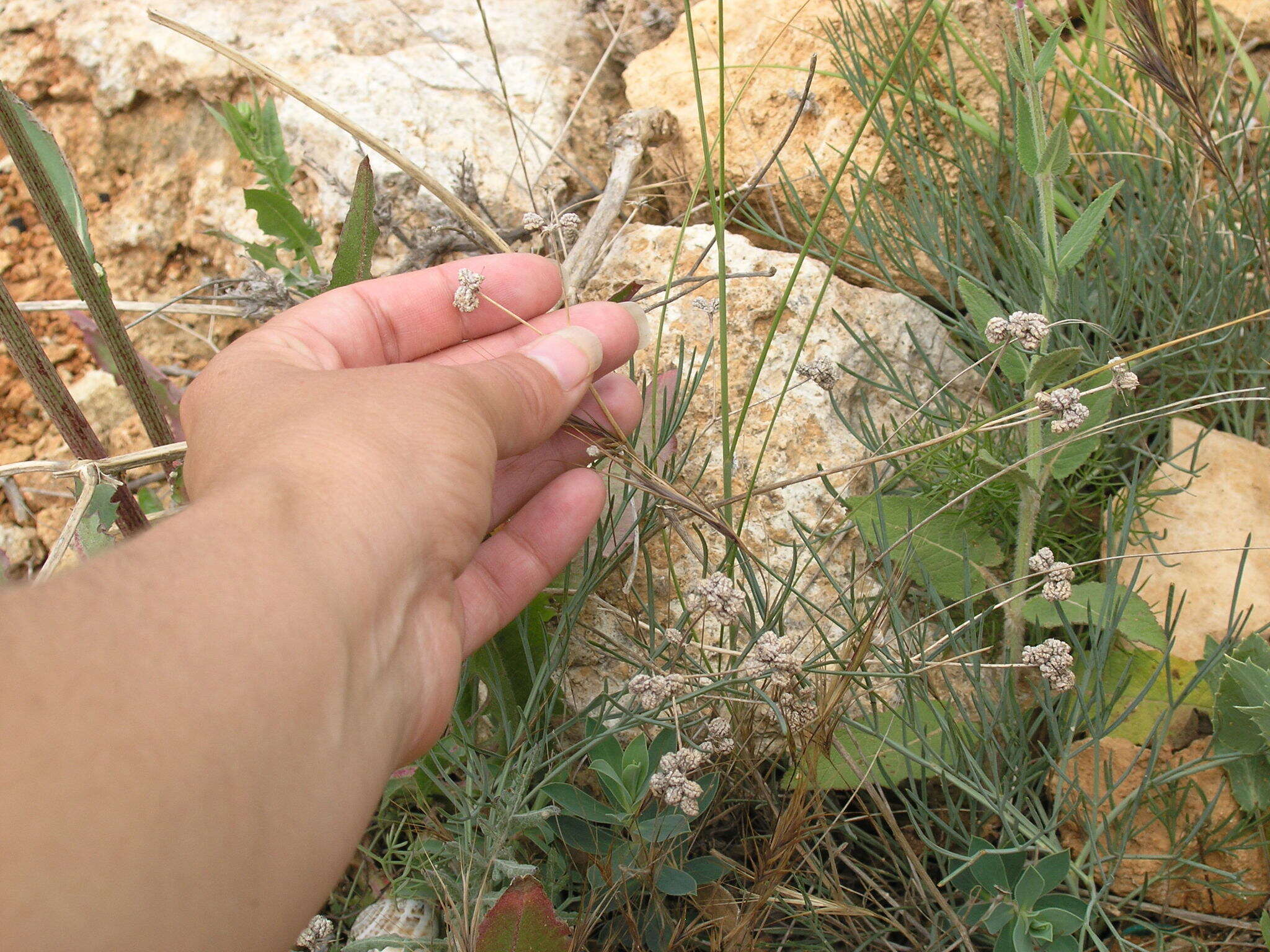 Image de Rumia crithmifolia (Willd.) Koso-Pol.