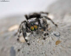 Phidippus audax (Hentz 1845) resmi