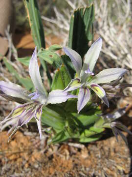 Image of Babiana virescens Goldblatt & J. C. Manning