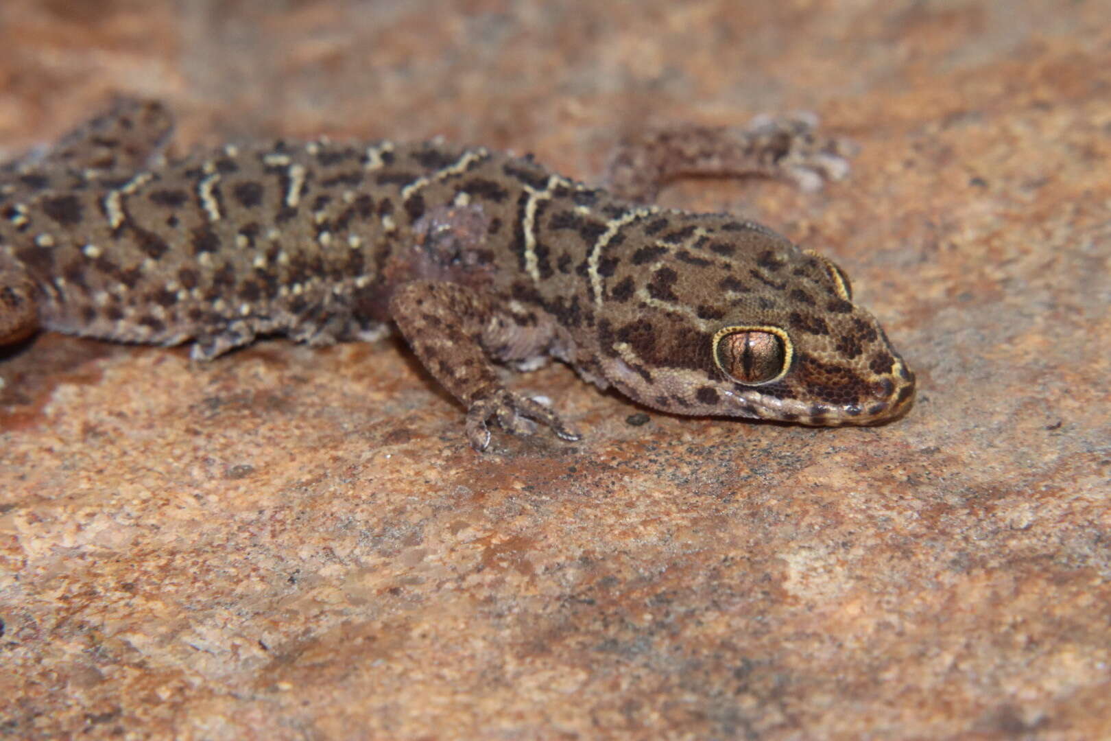 Image of Van Son's Gecko