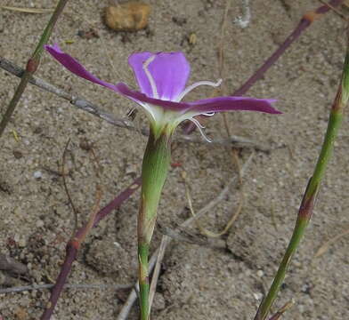 صورة Dianthus albens (Soland.)