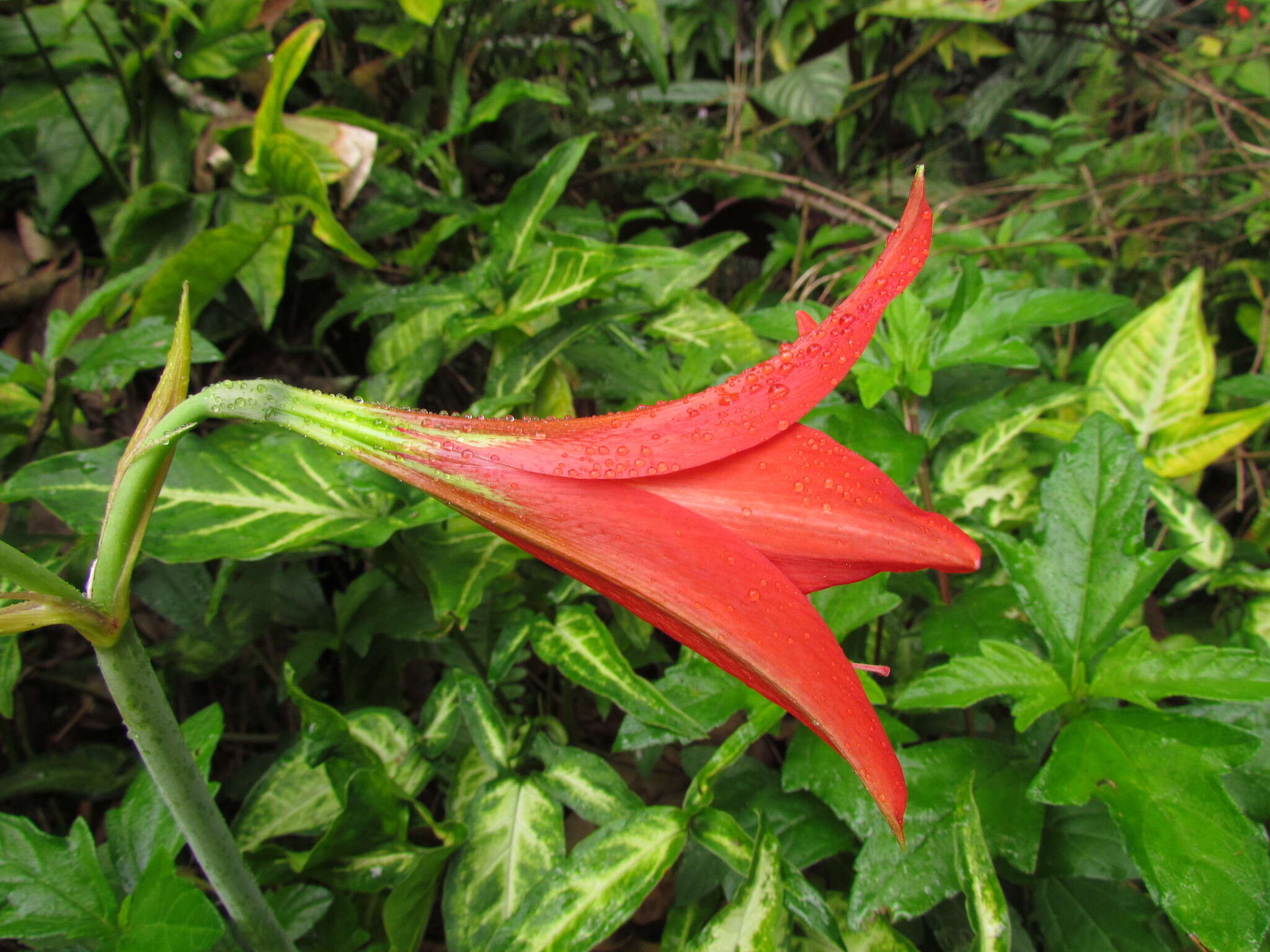 Imagem de Hippeastrum reginae (L.) Herb.