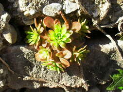 Sedum cepaea L.的圖片