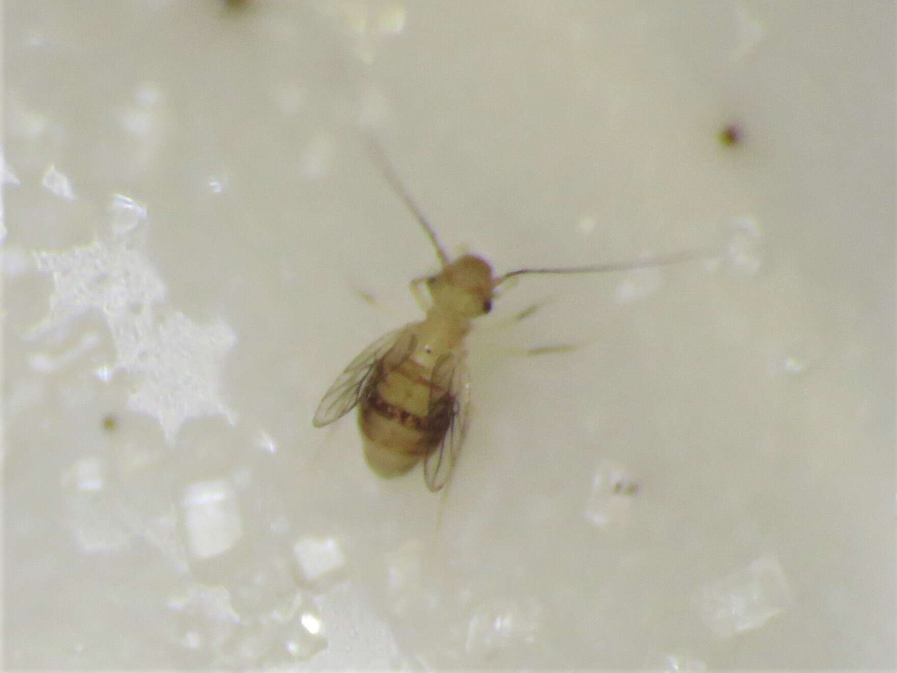 Image of Bark lice