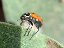 صورة Dinocampus coccinellae paralysis virus