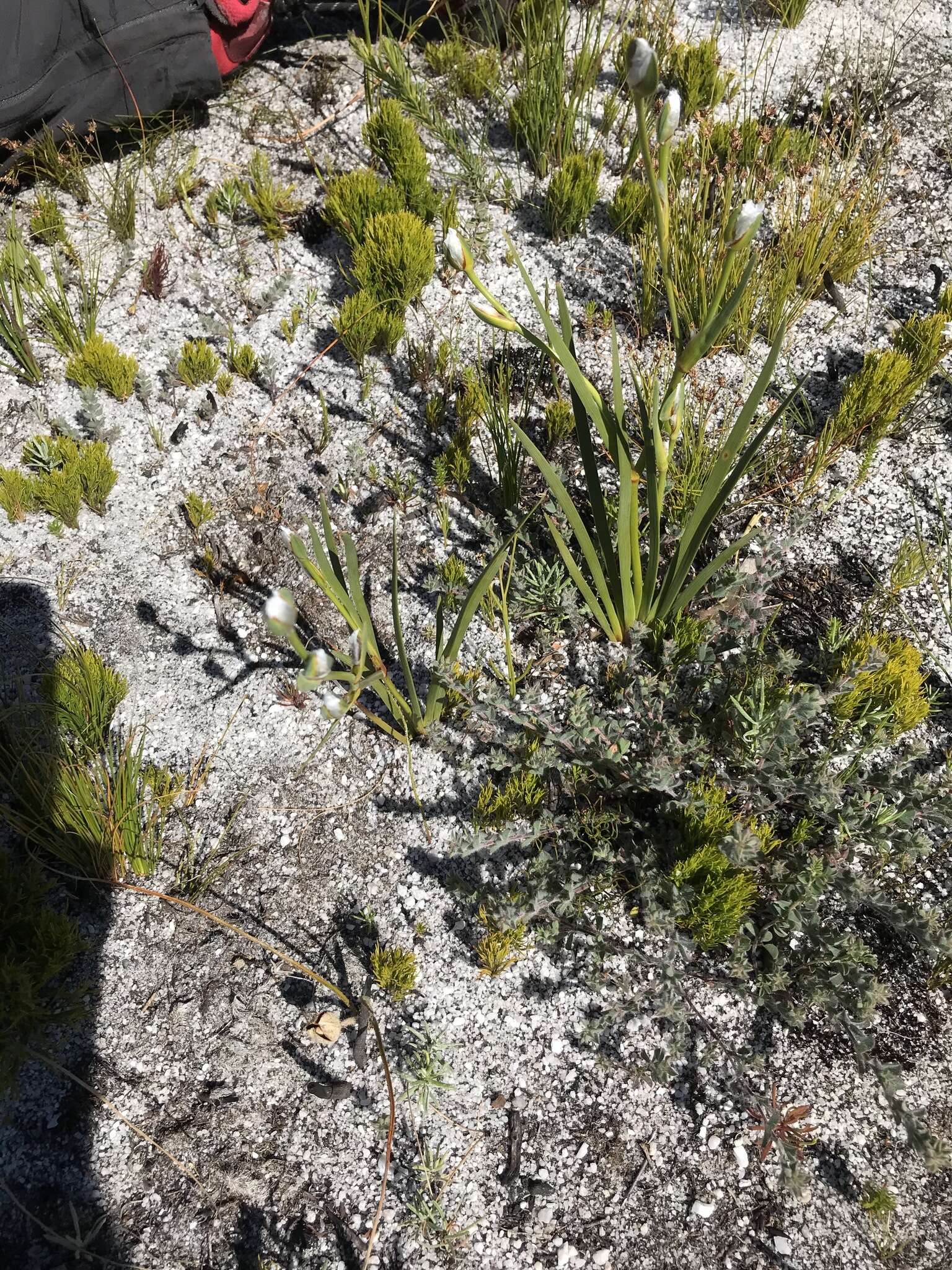 Image of Drimia salteri (Compton) J. C. Manning & Goldblatt