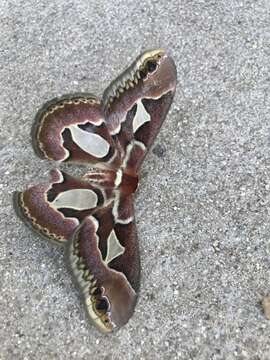 Image of Rothchild's Atlas Moth